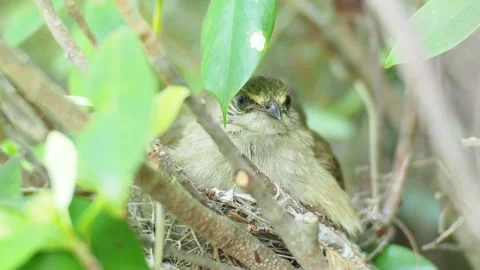 Streak-eared bulbul perching on tree branch. (Pycnonotus conradi) Stock Footage 139187298