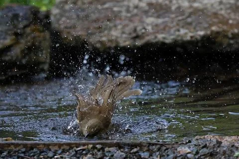 Streak-eared Bulbul Stock Photos