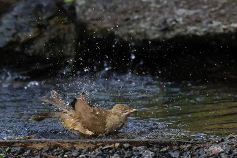 Streak-eared Bulbul Stock Photos