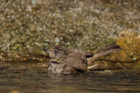 Streak-eared Bulbul Stock Photos