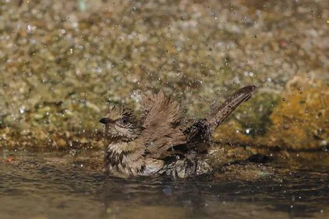 Streak-eared Bulbul Stock Photos