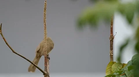 Streak-eared Bulbul rest on the tree Stock Footage 48475036