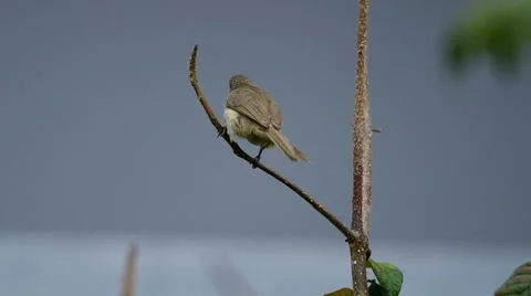Streak-eared Bulbul rest on the tree Stock Footage 48475046