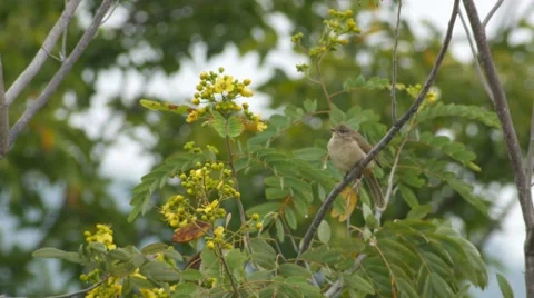 Streak-eared Bulbul resting on the tree Stock Footage 68588931