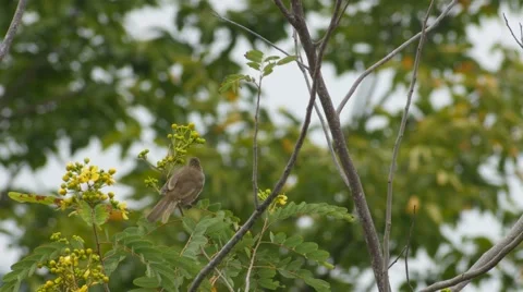 Streak-eared Bulbul resting on the tree Stock Footage 68948870