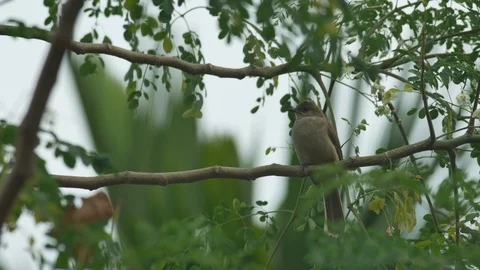 Streak-eared bulbul resting on the tree branch Stock Footage 102135318
