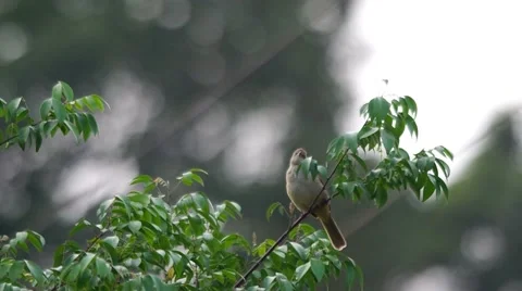 Streak-eared Bulbul is scouting Stock Footage 49323193
