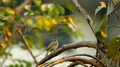 Streak-eared Bulbul is standing on the tree branch Stock Footage 48346991