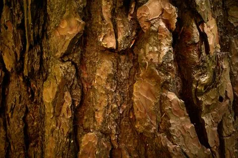 Streaked bark of aged pine tree. Pattern of old evergreen rind. Close up shot Stock Photos