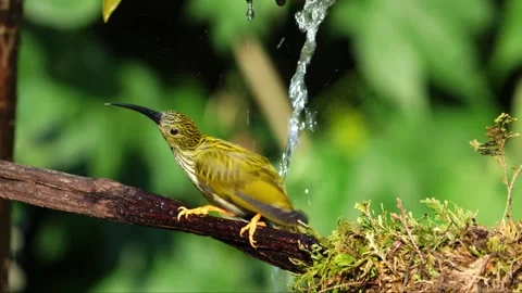 Streaked Spiderhunter Bird Drinking or Bathing Under Fresh Water Stream 스톡 동영상 330981636