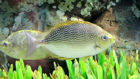 Streaked spinefoot displaying distinctive striped patterns Stock Footage 336314766
