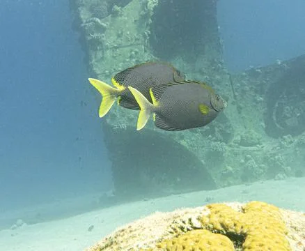 Streaked spinefoot Stock Photos
