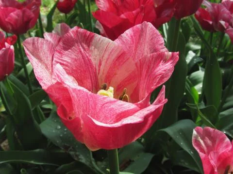 Streaked tulips in spring Stock Photos
