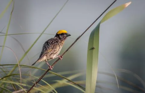 Streaked weaver. Stock Photos