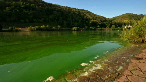 Streaks of Blue-green algae or cyanobacteria turn the Mosel river green 스톡 동영상 206773775