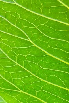 Streaks on a green leaf close-up Stock Photos