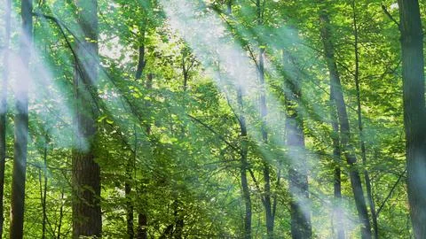 Streaks of light through the forest trees 스톡 사진