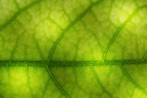 Streaks or stripes on the leaves. The surface of green leaves has streaks i.. Stock Photos