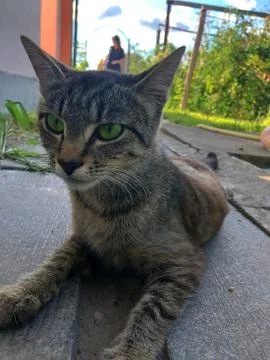 Streaky Mom Cat Posing Stock Photos