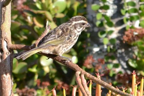 Streaky seed-eater Foto stock