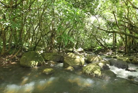 Stream 02  SD Vídeo Stock 8526418