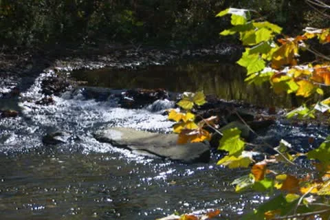 Stream 1 Stock Footage 22376468