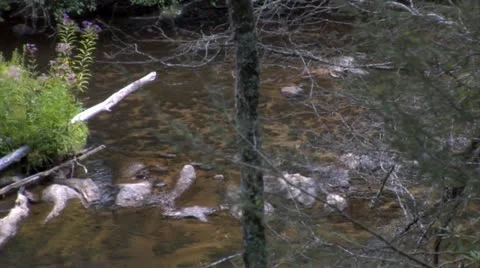 Stream (1080-24FPS) Stock Footage 10975817