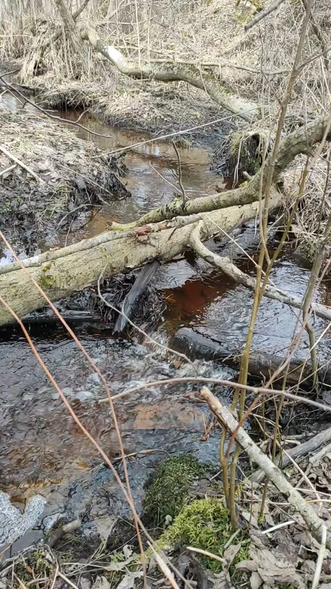 Stream (24) Full HD 60 FPS Stock Footage 269675836