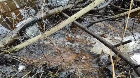 Stream (36) Full HD 60 FPS Stock Footage 269692026