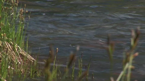 Stream 4 스톡 동영상 476152