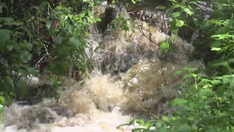 Stream in the African jungle. Stock Footage 69139414