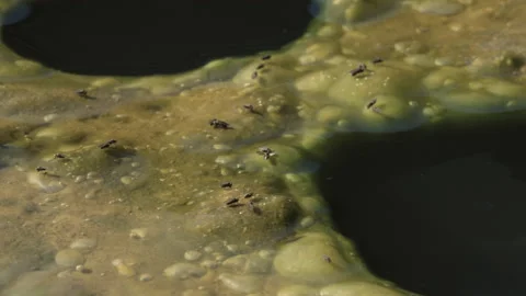 Stream With Algae Black Flies (Simulium) Stock Footage 166970687