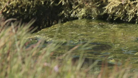 Stream With Algae Black Flies (Simulium) Shift Focus Stock Footage 166970809