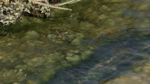 Stream With Algae Black Flies (Simulium) and Spider Goes for Cover Video stock 166970829