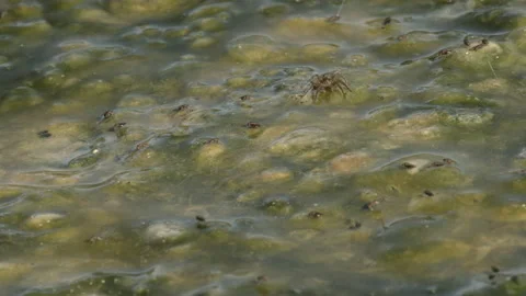 Stream With Algae Black Flies (Simulium) and Spider Stock Footage 166971040