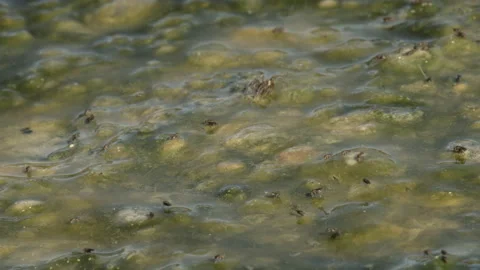 Stream With Algae Black Flies (Simulium) and Spider tilt down Video stock 166971399