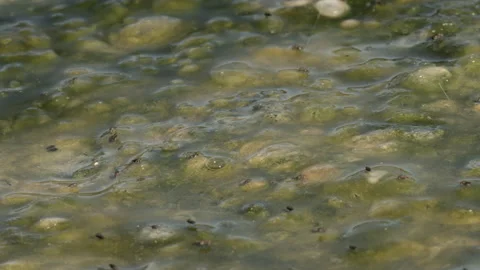 Stream With Algae Black Flies (Simulium) CU Stock Footage 166971523