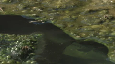 Stream With Algae Insects Stock-Footage 166970650