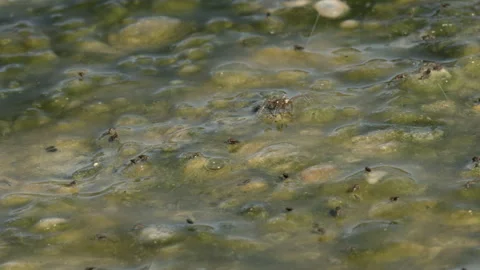 Stream With Algae Spider Catches Black Fly (Simulium) Video stock 166971138