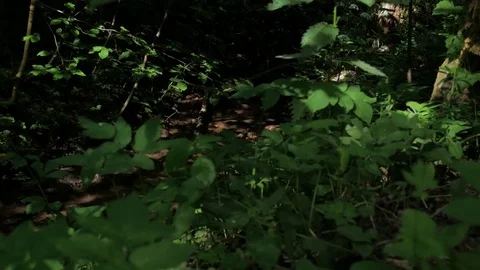 Stream along the forest road Stock Footage 77579921