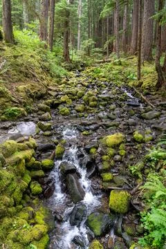 Stream Along Sol Duc Falls in Olympic National Park Surrounded by Lush Forest Stock Photos