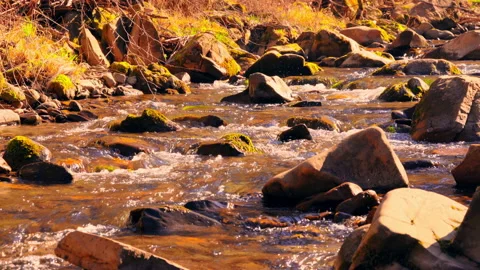 Stream along yellow forest Stock Footage 132204988