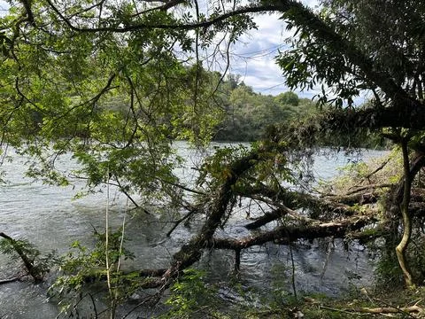 Stream amidst dense vegetation Stock Photos