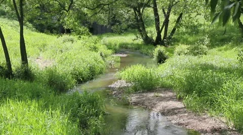 Stream among green grass Stock-Footage 11140012
