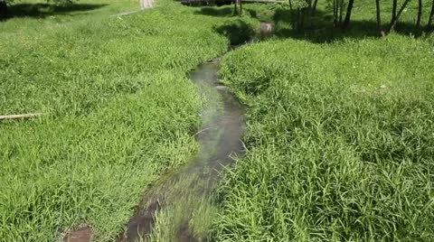 Stream among green grass Stock-Footage 11140045