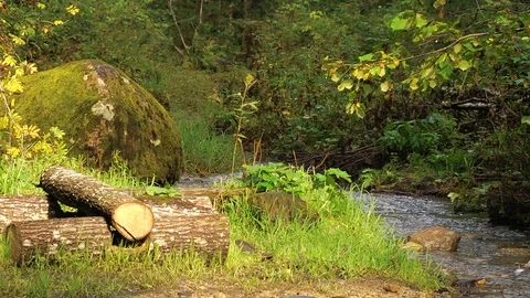 A stream among the green thickets of the forest Stock Footage 123465639