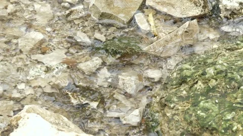 Stream among rocks Stock Footage 79705714