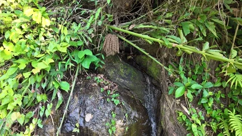 Stream among rocks in the jungle Stock Footage 308081569