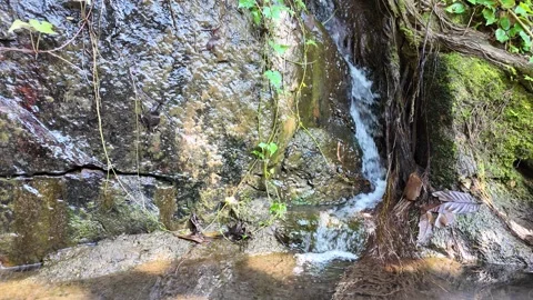 Stream among rocks in the jungle Stock-Footage 308081859