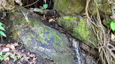Stream among rocks in the jungle Stock Footage 308081862